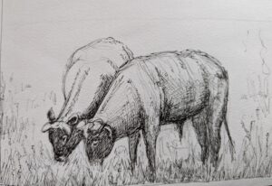Rinder auf der Weide