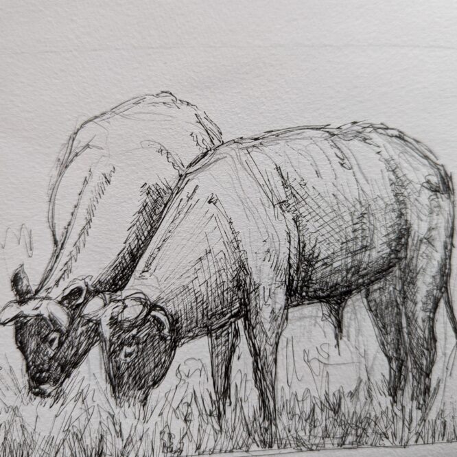 Rinder auf der Weide