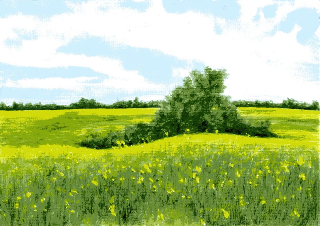 Rapsfeld bei Münchehofe