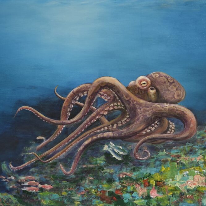 Octopus