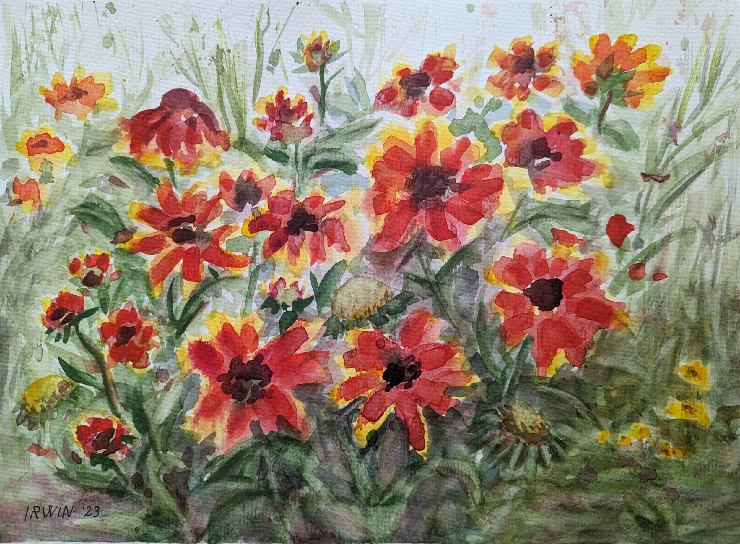 Kokardenblumen