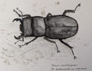 Balkenschröter