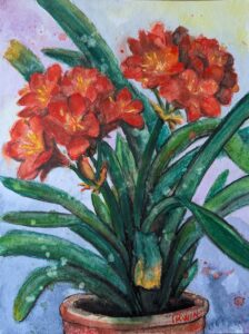 Clivia